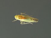 Juvenile Green Leafhoppers ; Length 7 mm. 