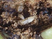 Parasitoïdes dans une Olive ouverte ; Démonstration de l'hyper-parasitisme : une larve de parasitoïde est attaquée par un jeune parasitoïde qui se nourri du corps du plus grand dont les formes sont perceptibles.