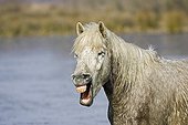 Camargue horse whinnying in a swamp Camargue France 