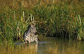 Plains zebra in a water Kenya