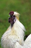 Negre-soie rooster singing France 