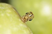 Emergence of an Olive Fruit Fly from an Olive