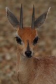 Portrait of Cape Grysbok in savannah Kruger South Africa 