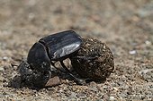 Dung beetle and dung Zebra  Santa Lucia South Africa