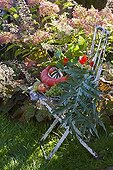 Natue morte dans un jardin en automne ; Courge 'Bonnet Turc'.