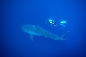 Great White shark and diver Guadalupe island Baja California ; A diver with a rebreather is filming a shark
