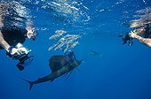 Atlantic sailboats hunting a shoal of Pilchards Mexico 