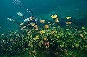 Diver and Water Lilies Car Wash Cenote Aktun Ha Tulum Mexico