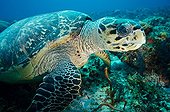 Hawksbill turtle on the reef Yucatan Mexico