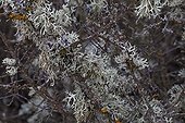 Oak Moss Lichen on a branch France