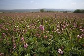 Field of Sainfoin flowers grown in Provence France
