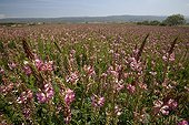 Field of Sainfoin flowers grown in Provence France