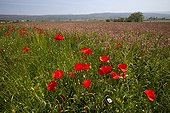Poppies and Sainfoin flowers grown in Provence France
