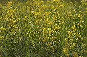 Lady's Bedstraw  in bloom Provence France