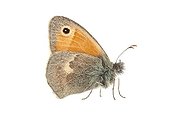 Small heath on white background