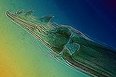 Mouth piece of male Deer tick ; Lighting in polarized light, x 400 Canon EOS 450D 12 million pixels. 