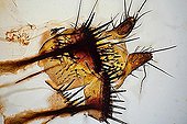 Body ovipositor Fly