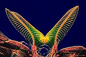 Body ovipositor SawFly ; Rheinberg illumination, 40 x Canon EOS450D 12 million pixels. 
