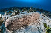 Leopard Sea Cucumber on sandy bottom with algae Tahiti 