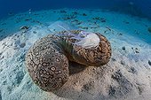 Leopard Sea Cucumber defense on sandy bottom Tahiti
