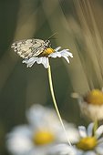Marbled White butterfly on a daisy flower Normandy France 