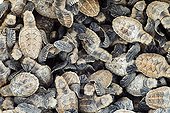 Mass of Hawksbill turtle hatchling Cousine Island Seychelles