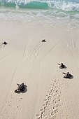 Hawksbill turtle Hatchlings heading down beach to the sea