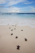 Hawksbill turtle Hatchlings heading down beach to the sea
