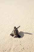 Hawksbill turtle Hatchling heading down beach to the sea