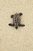 Hawksbill turtle Hatchling heading down beach to the sea