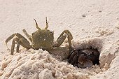 Horned ghost crab on sea shore Cousine Island Seychelles