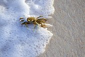 Horned ghost crab on sea shore Cousine Island Seychelles