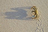 Horned ghost crab on sea shore Cousine Island Seychelles