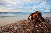 Hermit Crab on sea shore Cousine Island Seychelles