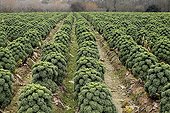 Curled Kale in the in winter Cotes d'Armor France