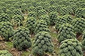 Curled Kale in the in winter Cotes d'Armor France