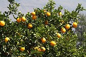 Oranges on the tree in South Africa