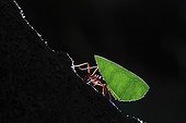 Leaf cutting-ant carrying a leaf Colombia