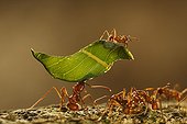 Leaf cutter ants carrying leaves in Colombia