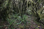 Paramo ecosystem in the PN Chingaza in Colombia  ; Above 3000 m 