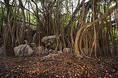 Banyan Tree on Cousin Island Seychelles