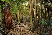 Banyan Trees on Cousin Island Seychelles