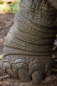 Leg of giant tortoise Seychelles