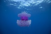 Jellyfish drifting off Rangiroa Tuamotu 