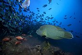 Humphead Wrasse Red Snappers eating spawning triggerfish 