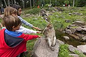 Children feeding a Barbary macaque France