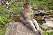 Barbary macaque female sitting on a rock France 