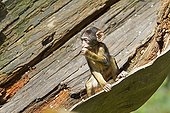Young Barbary macaque on wood France