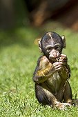 Young Barbary macaque sitting in the grass France