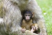 Female Barbary macaque and young France